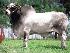 Raca: nelore padrao (corte) rgd: g 274
